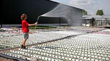 Nursery irrigation